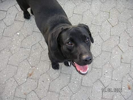 Labrador retriever Dico - Uha det er langt derop billede 6