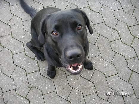 Labrador retriever Dico - Leg med mig nu!!! billede 7