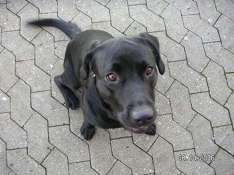 Labrador retriever Dico - Skal vi snart lege!!!! Ikke alle de billeder!! billede 8