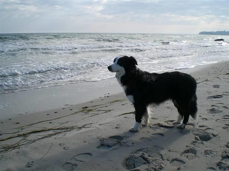 Border collie Freja - Freja på stranden billede 1