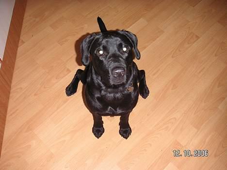 Labrador retriever Dico - Er det mon mad far står med i hånden billede 9