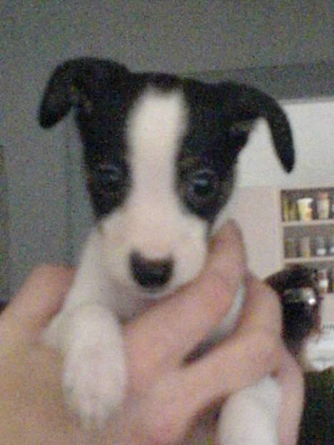 Blanding af racer Iggy - Iggy 7 uger gammel, fra den dag vi var oppe og se på hende billede 1