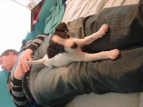 Blanding af racer Iggy - Iggy 8 uger - noppede lige en lur på skødet af far billede 2