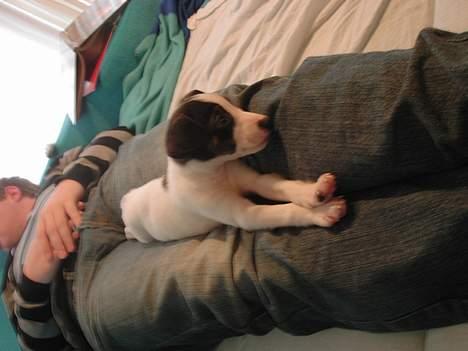 Blanding af racer Iggy - Iggy - 8 uger ligger lige og sover billede 3