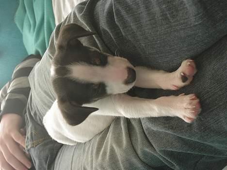 Blanding af racer Iggy - Iggy 8 uger - Ihh.. moar nu må det stoppe.. jeg lå lige og sov.. billede 4