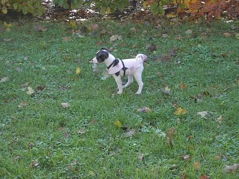 Blanding af racer Iggy - Iggy 9 uger - i haven og lege med nabo hunden.. billede 5