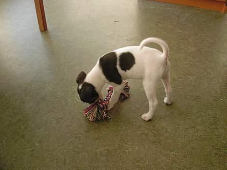 Blanding af racer Iggy - Iggy  9 uger - har lige fået nyt lege tøj billede 6