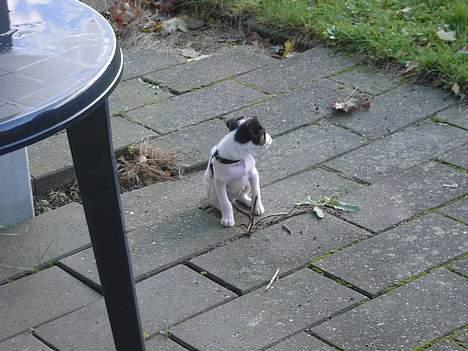 Blanding af racer Iggy billede 7