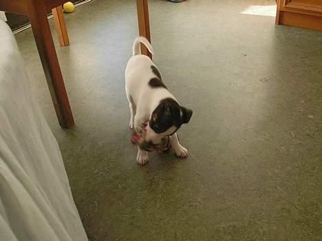 Blanding af racer Iggy billede 8