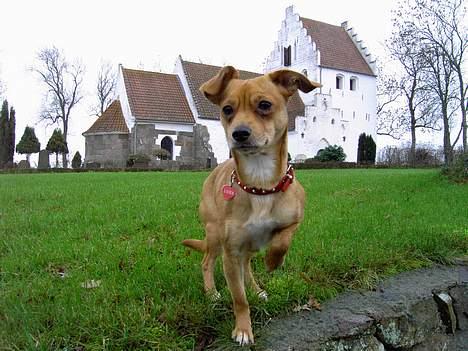Blanding af racer Luna - God udsigt på kirkebakken billede 13