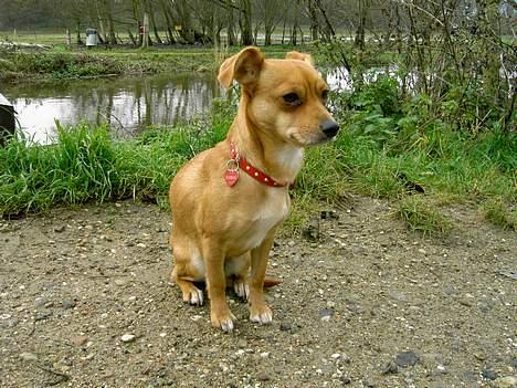 Blanding af racer Luna - kommer i snart billede 14