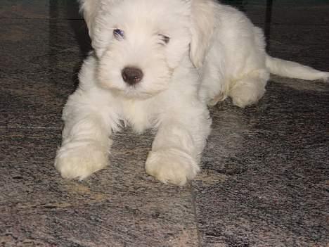 Coton de tulear louie - Lige til at kramme billede 5