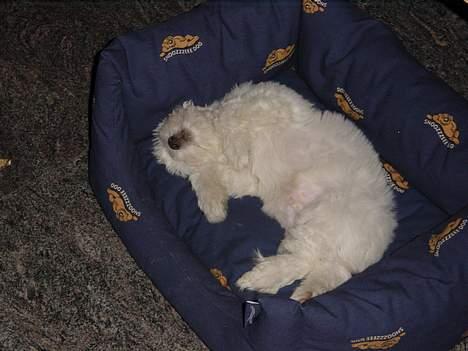 Coton de tulear louie - Elsker at dase i sin kurv billede 6