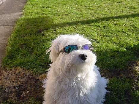 Coton de tulear louie - Sej lille fyr billede 8