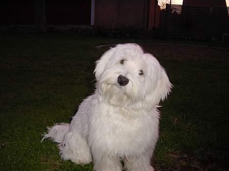 Coton de tulear louie - Forventningsfuld billede 9