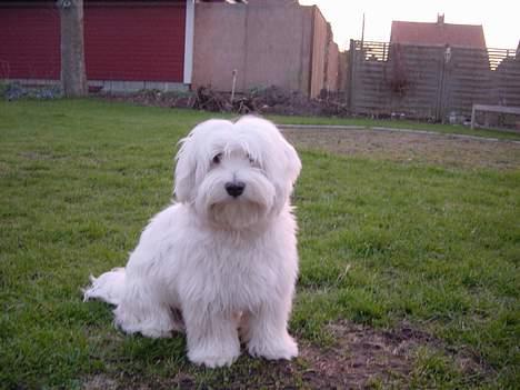 Coton de tulear louie - Har en flot pels billede 10