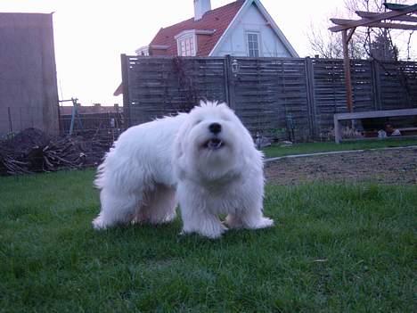Coton de tulear louie - Ligner en isbjørneunge billede 11