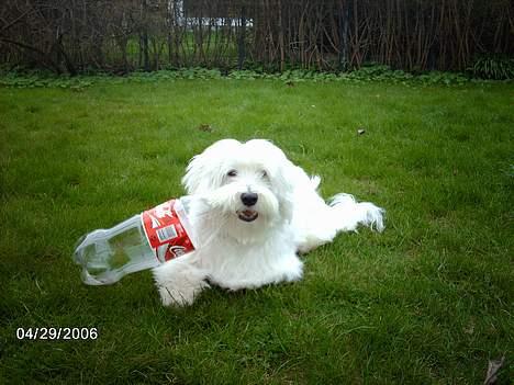 Coton de tulear louie - Elsker at bide propper af sodavands flasker billede 12