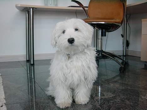 Coton de tulear louie - Sååå smuk billede 13