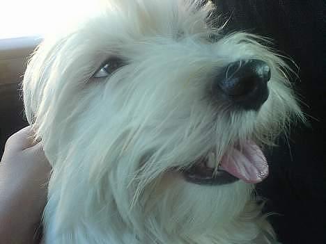 Coton de tulear louie - En rigtig nuser hund billede 14