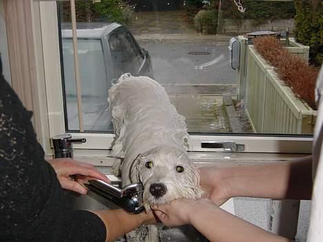 Coton de tulear louie - Han er ikke så vild med at gå i bad billede 15