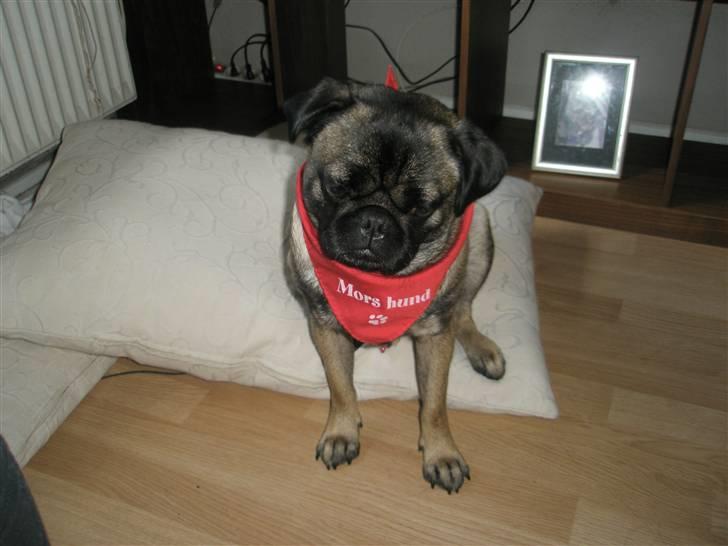 Blanding af racer Louis billede 1