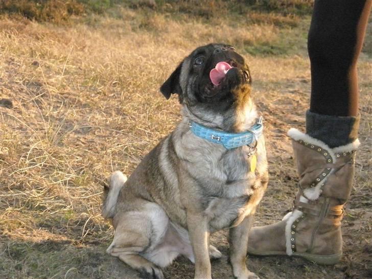 Blanding af racer Louis - Snakker du til mig?? billede 2