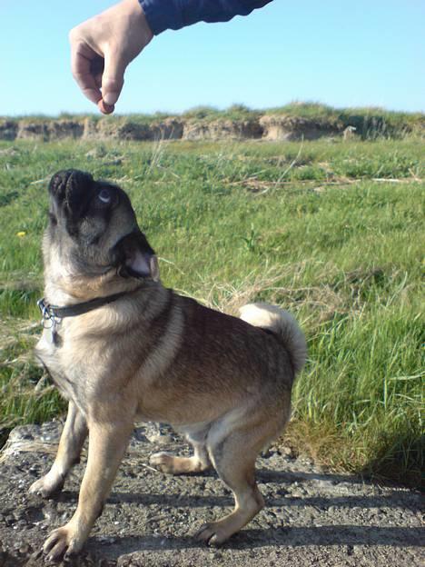 Blanding af racer Louis billede 4