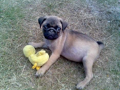 Blanding af racer Louis billede 5