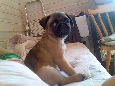 Blanding af racer Louis billede 6