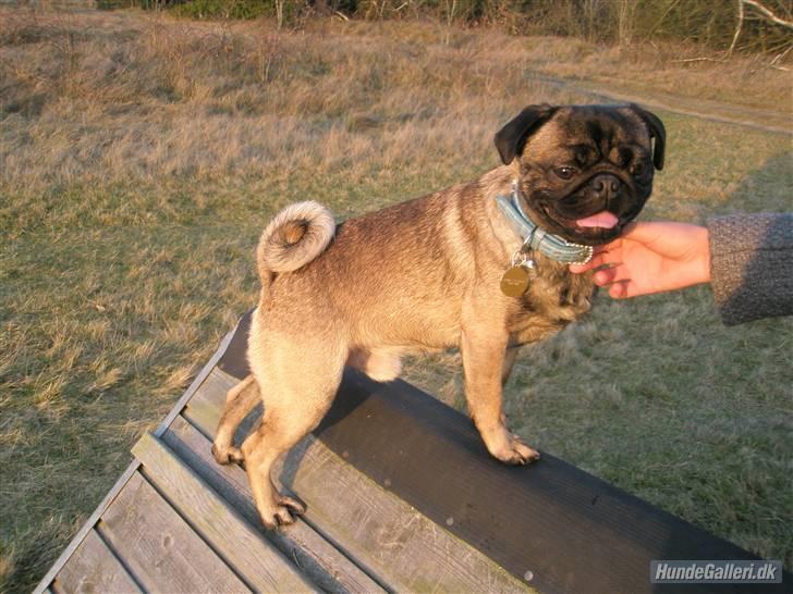 Blanding af racer Louis billede 7