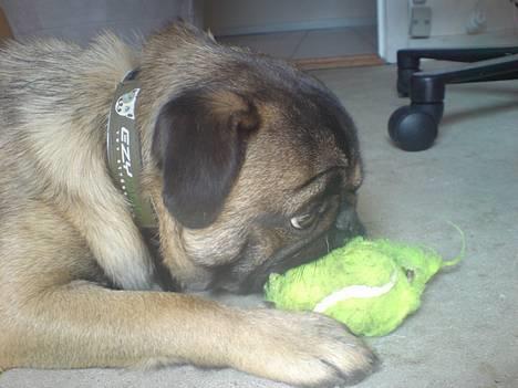 Blanding af racer Louis billede 8