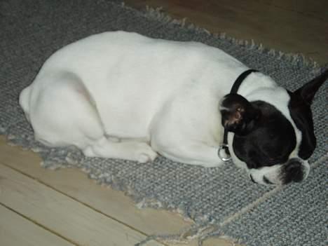 Fransk bulldog Grisepjok billede 19