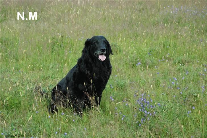 Flat coated retriever Bonnie * I Himlen * - Ved ikke helt hvorfor hun ligger på den plade hehe billede 12