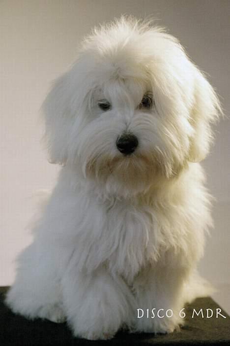 Coton de tulear Disco - Disco 6 måneder billede 12