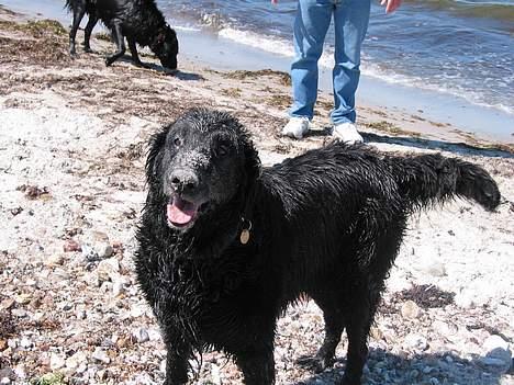 Flat coated retriever Bonnie * I Himlen * - Dejlig efter en god rulle tur i sandet :D hehe billede 13