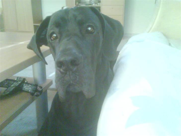 Grand danois Big Ben - Hvad siger du?? billede 16