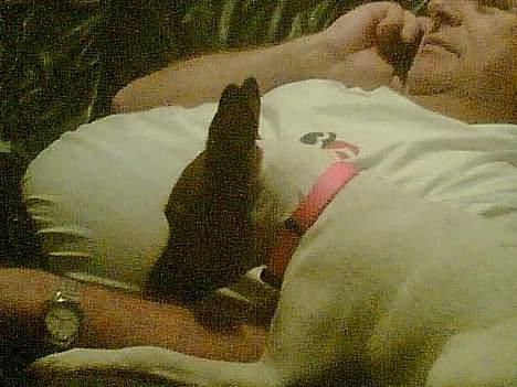 Dansk svensk gaardhund Bob - Bob med sin fine nye halsbånd. Købt det til hende i New York billede 13