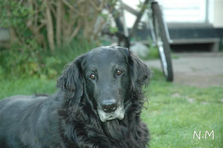 Flat coated retriever Bonnie * I Himlen * - De dejlige store brune øjne er IKKE til at stå for vel ?? :) billede 14