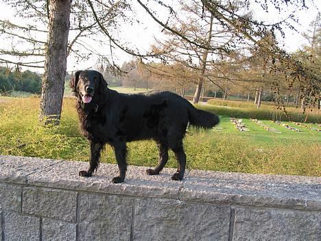 Flat coated retriever Bonnie * I Himlen * - hun elsker at stå på ting ;) billede 15