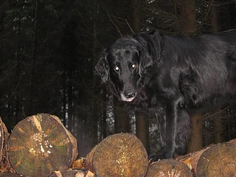 Flat coated retriever Bonnie * I Himlen * - Lille vuf <33 billede 16