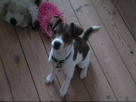 Dansk svensk gaardhund Nanna - Nanna der sidder pænt billede 1