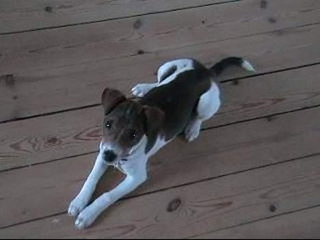 Dansk svensk gaardhund Nanna - Nanna der ligger sødt og kigger billede 2