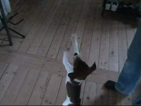 Dansk svensk gaardhund Nanna - Nanna der danser billede 3