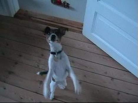 Dansk svensk gaardhund Nanna - Nanna der danser billede 4