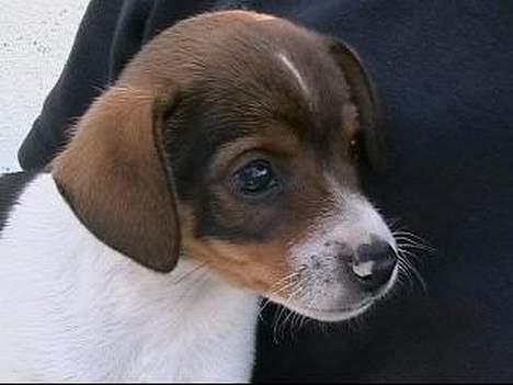 Dansk svensk gaardhund Nanna - Nanna 6 uger billede 5