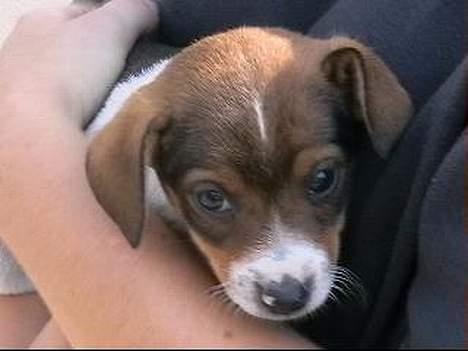 Dansk svensk gaardhund Nanna - Nanna 6 uger billede 6