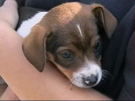 Dansk svensk gaardhund Nanna - Nanna 6 uger billede 7