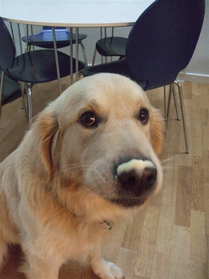Golden retriever Balto - Har kartoffelmos på snuden, og kan ikke slikke det af.. billede 10