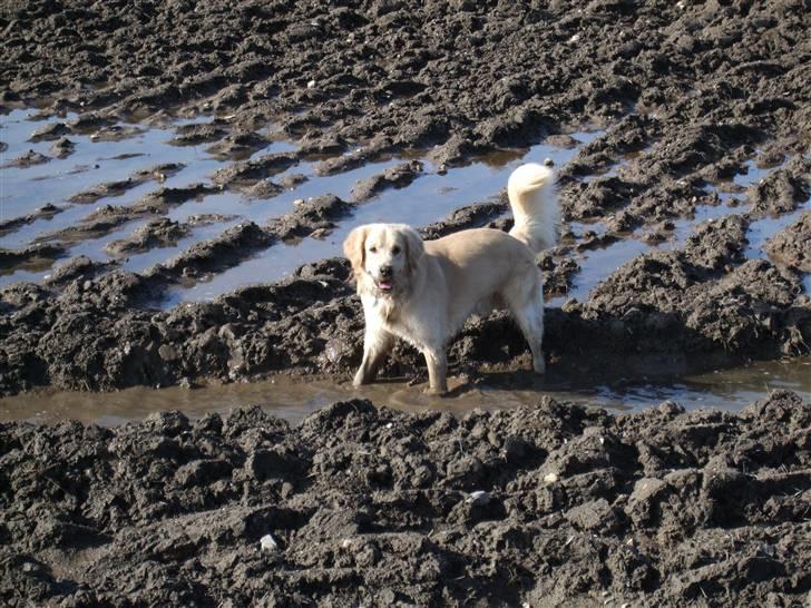 Golden retriever Balto - Hehe, mudder er bare det bedste ;-) billede 11